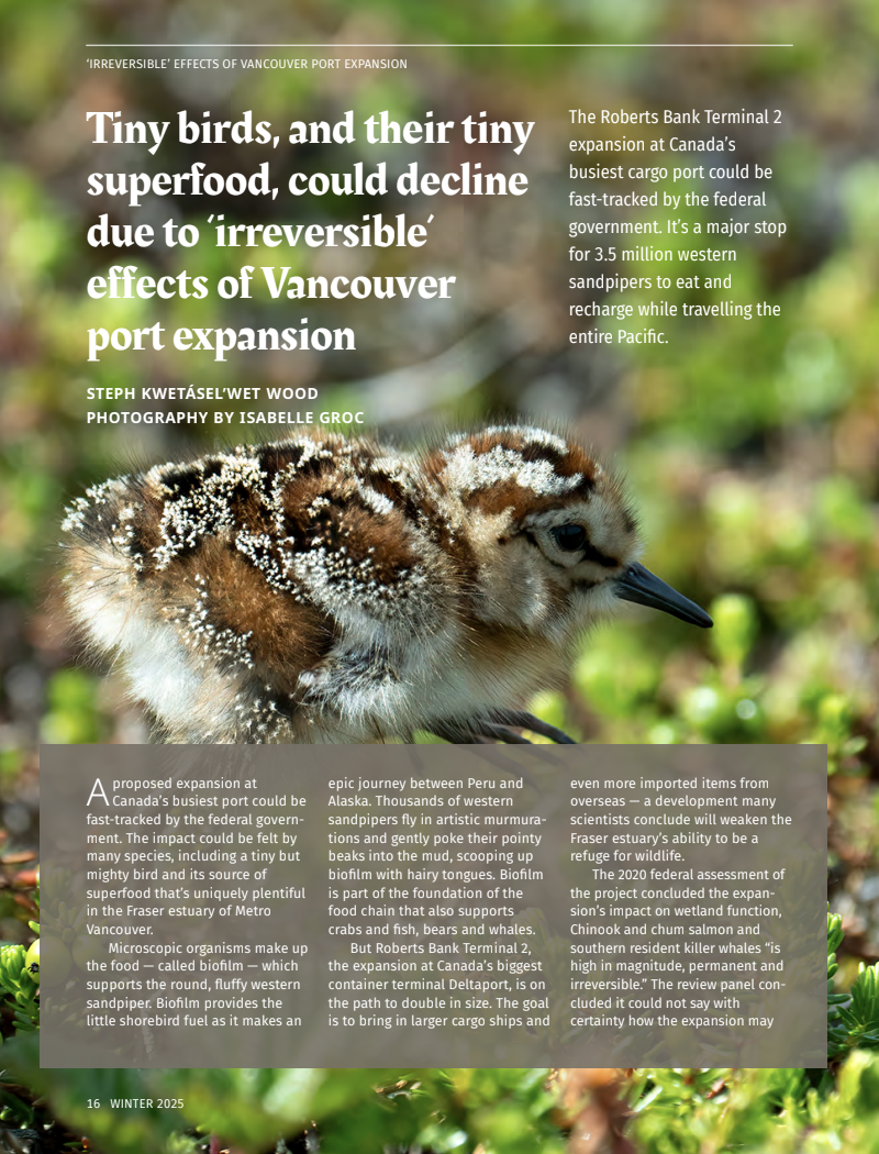 Bird News from Turtle Island, Wingspan issue 6